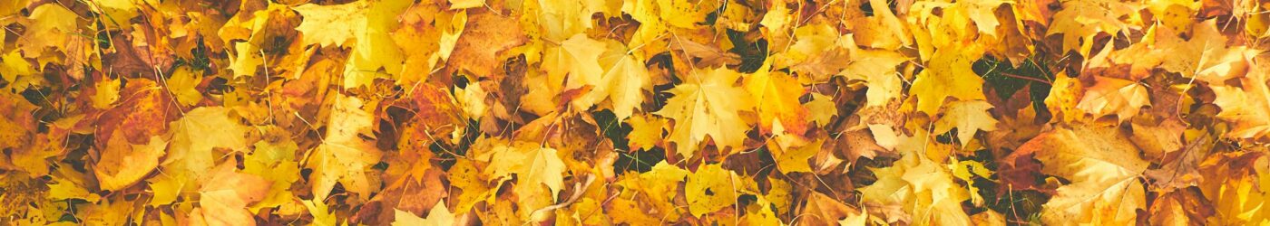 Bright collection of autumn maple leaves in vibrant yellows and oranges.